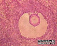 俄羅斯試管嬰兒促排時怎樣才叫做“好卵泡”?