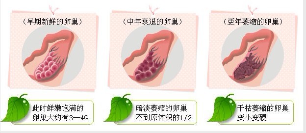 卵巢呵護
