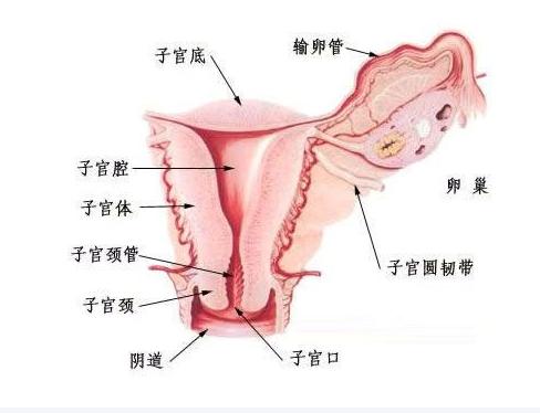 子宮內環(huán)境會影響試管嬰兒成功率