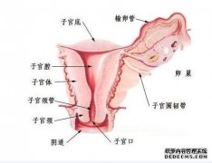子宮內(nèi)環(huán)境會影響試管嬰兒成功率