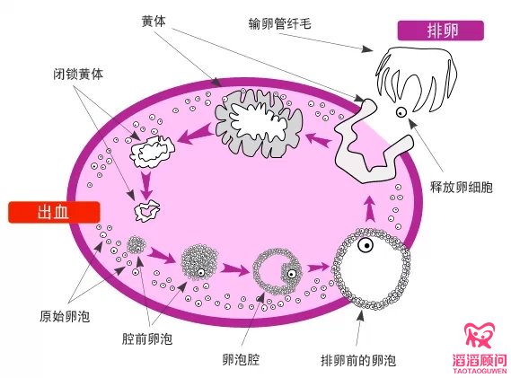 卵泡監(jiān)測