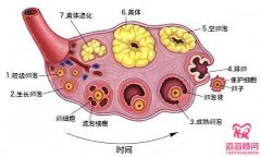 什么樣的卵泡算是“優(yōu)勢卵泡”？