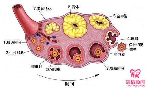 優(yōu)勢(shì)卵泡