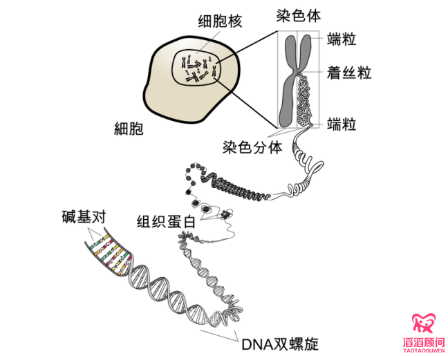 染色體結(jié)構(gòu)圖