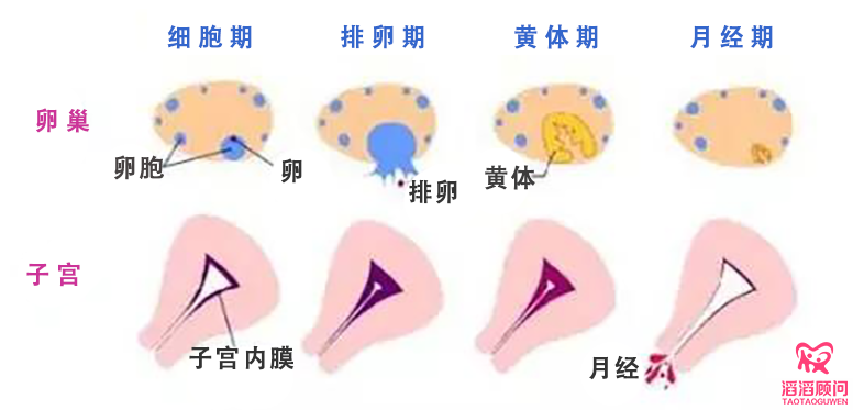 子宮內(nèi)膜