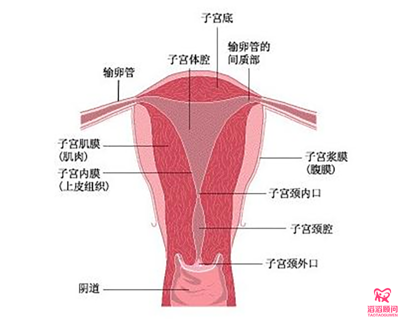 子宮內(nèi)膜