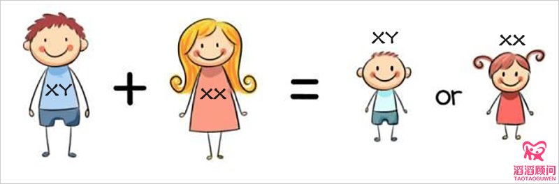 生男生女圖解