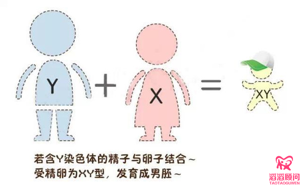 性染色體