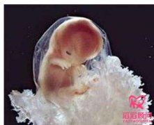 試管嬰兒胚胎停育原因？