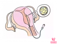 試管嬰兒要吃蛋白粉嗎？