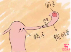 輸卵管不通就要選擇試管嬰兒技術(shù)助孕嗎